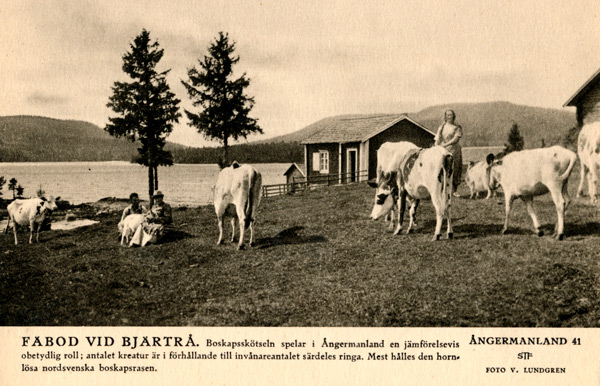 vb-097-bjarta-
